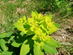 Euphorbia hyberna