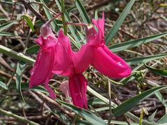 Lathyrus splendens