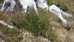 Baccharis sagittalis