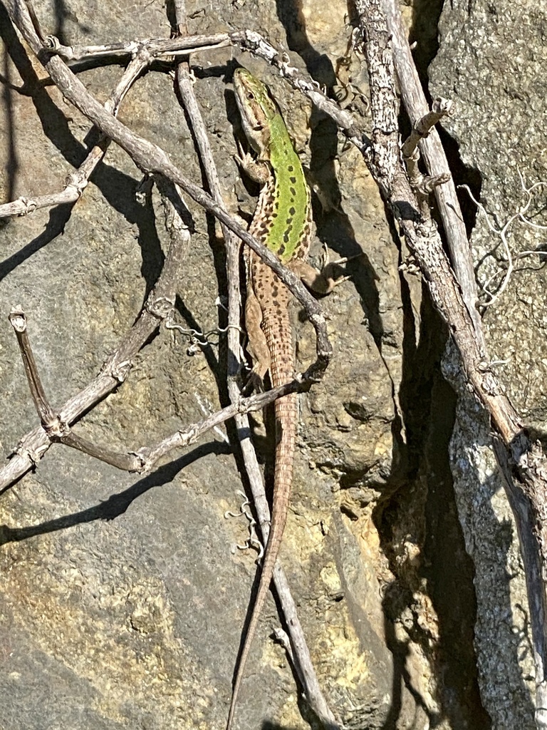Podarcis siculus campestris