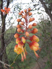 Erythrostemon hughesii