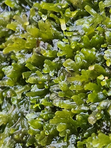 Jagged Germanderwort (Riccardia chamedryfolia)
