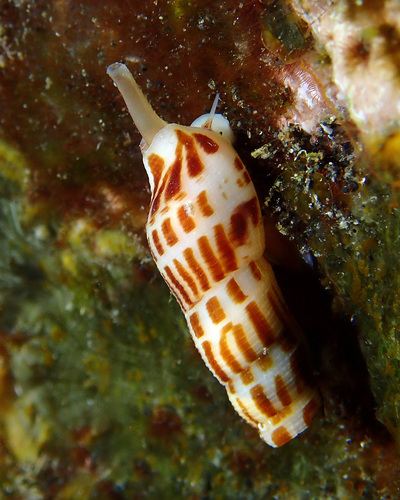 Triton decapitatus, 2025-11-30