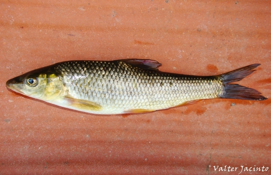 Iberian Small-Head Barbel