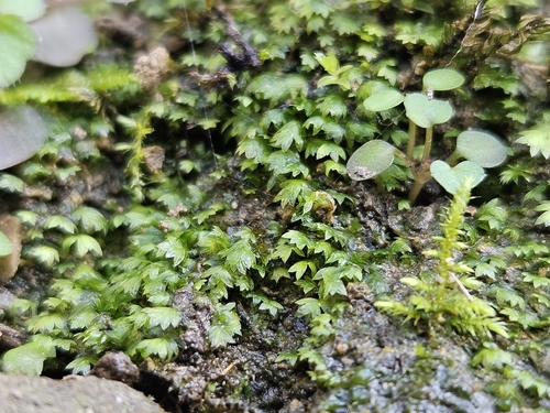 Green Pocket-moss (Fissidens viridulus)