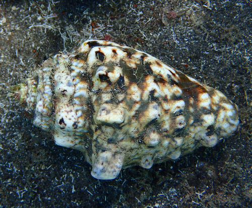 Strombus lentiginosus observed 2025-12-01