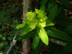 Euphorbia hyberna