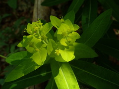 Euphorbia hyberna