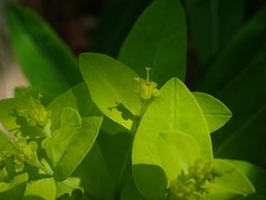 Euphorbia hyberna