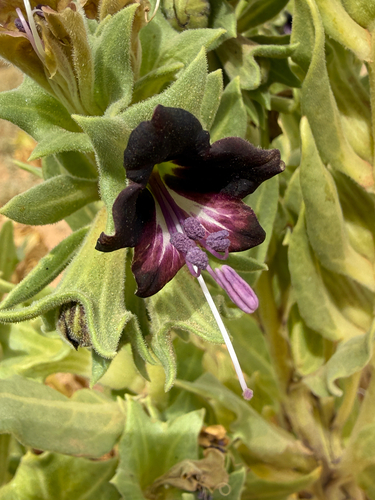 Hyoscyamus muticus, photograph 3