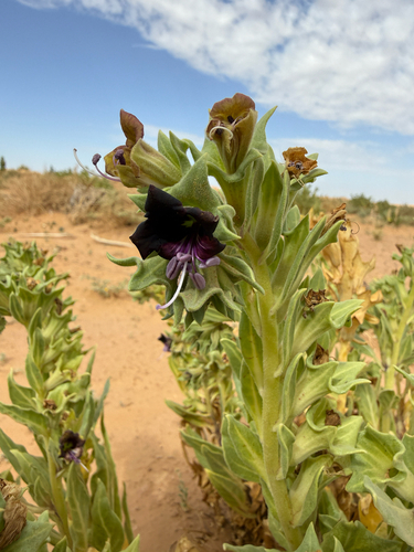 Egyptian henbane (Hyoscyamus muticus)
