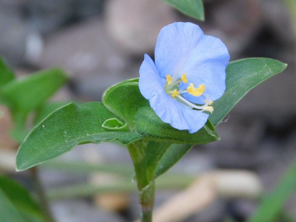 Commelina rebmanii