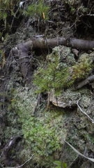 Dendroligotrichum dendroides