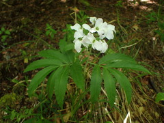 Cardamine heptaphylla