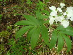 Cardamine heptaphylla