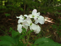Cardamine heptaphylla