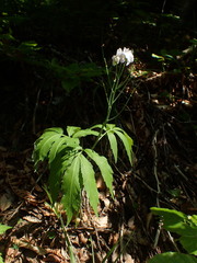 Cardamine heptaphylla
