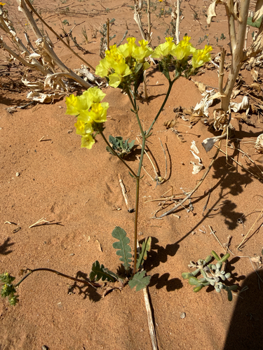 Yellow Statice (Limonium bonduellei)