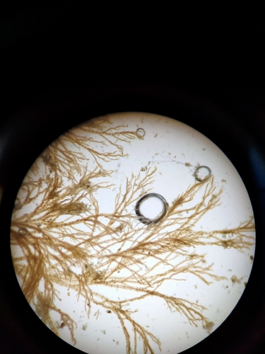 Melanothamnus, 2026-03-23