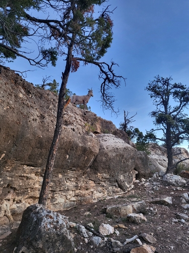 Bighorn Sheep