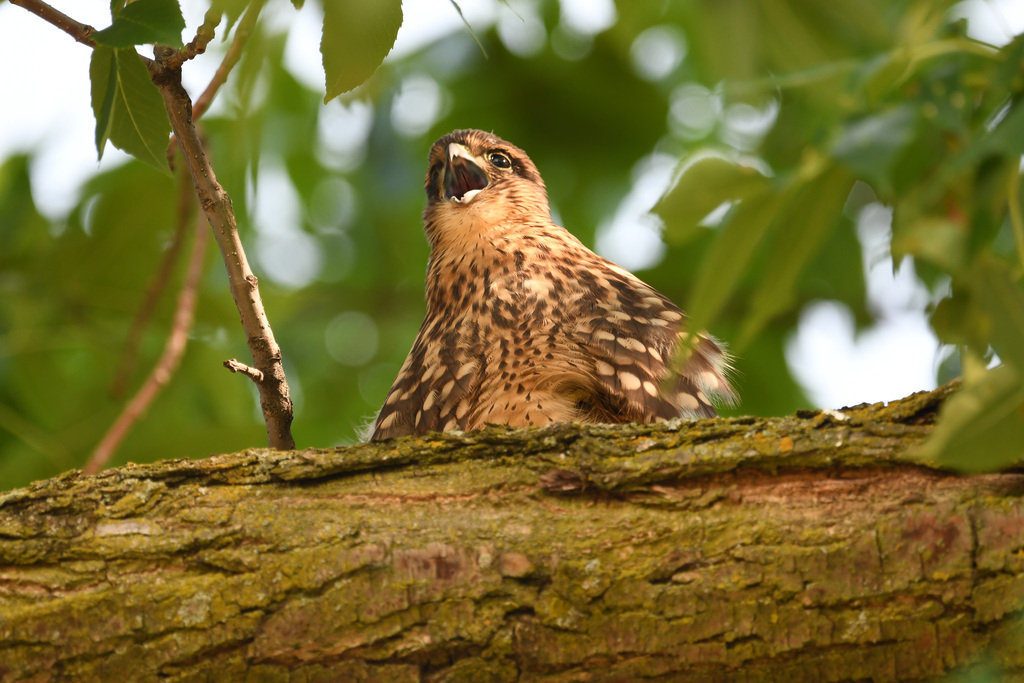 Merlin from 3955 S Clement Ave, Milwaukee, WI 53207, USA on August 1 ...