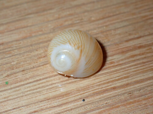 Tectonatica sagraiana