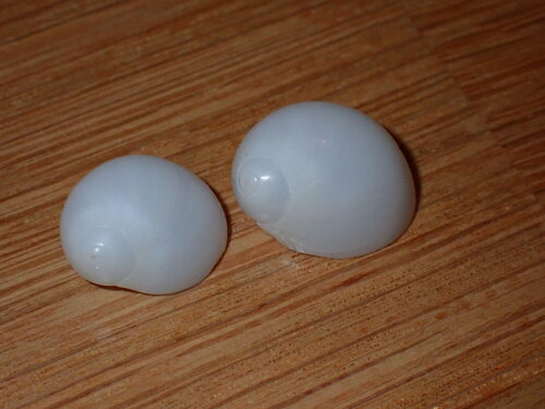 Milk Moonsnail