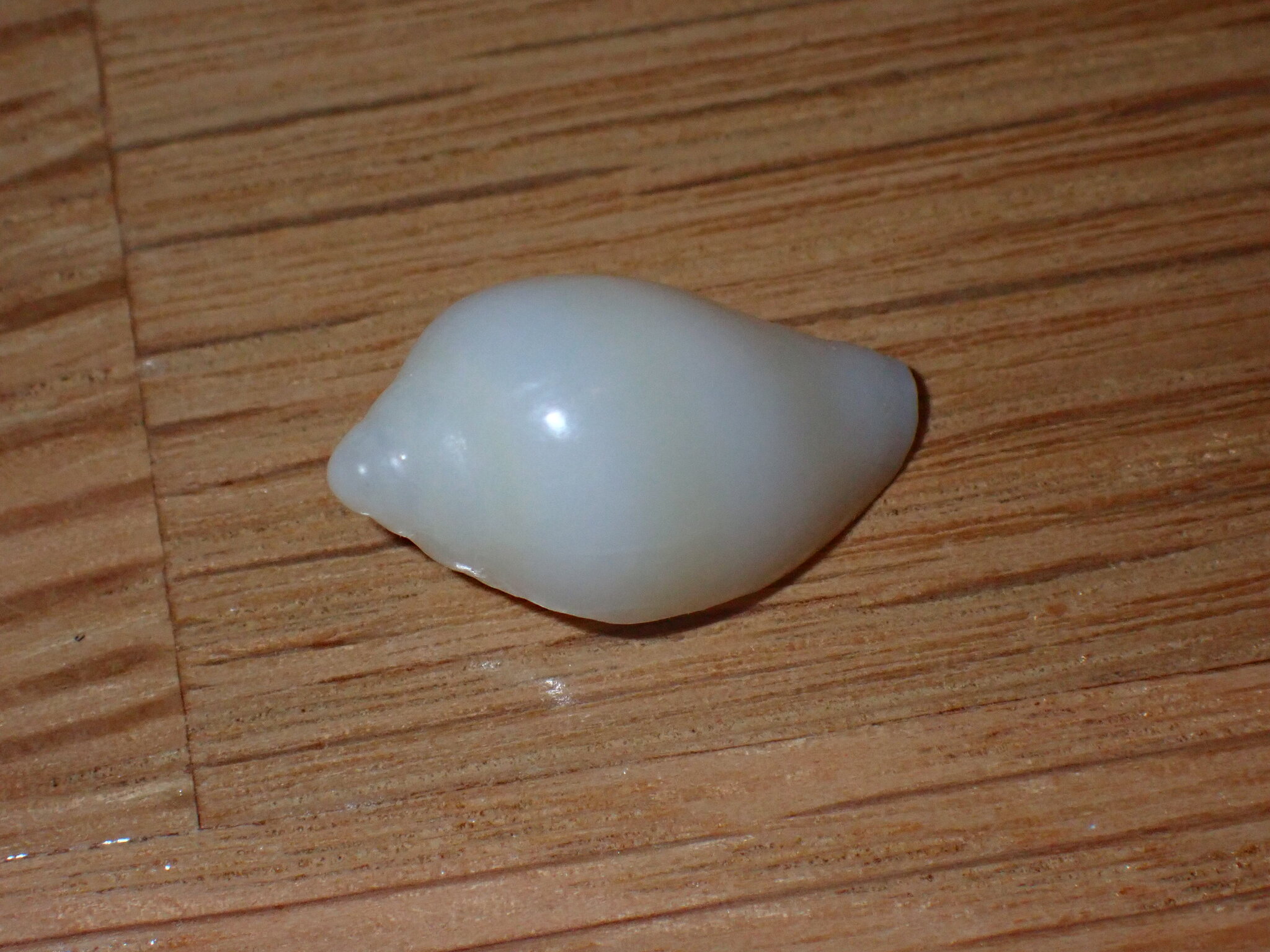 Marginella glabella