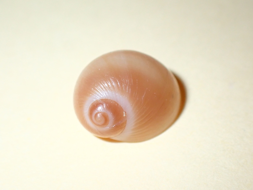 Livid Moonsnail