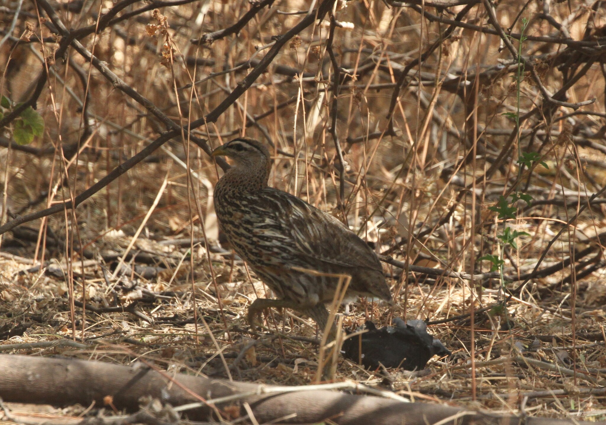 Double-spurred Spurfowl (Pternistis bicalcaratus), photo 3
