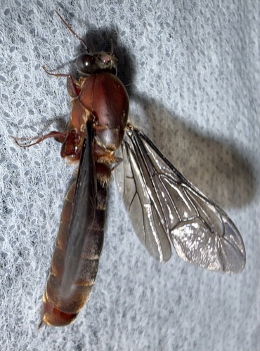 剑齿行军蚁Dorylus mandibularis