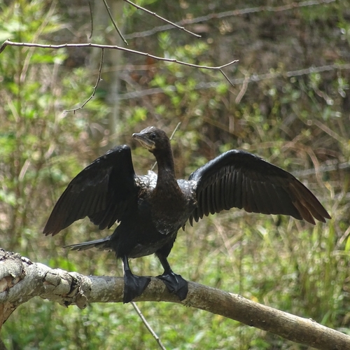 Little Cormorant