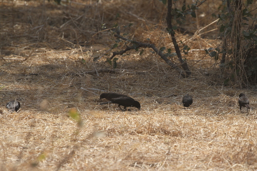 White-billed Buffalo Weaver (Bubalornis albirostris), photo 9