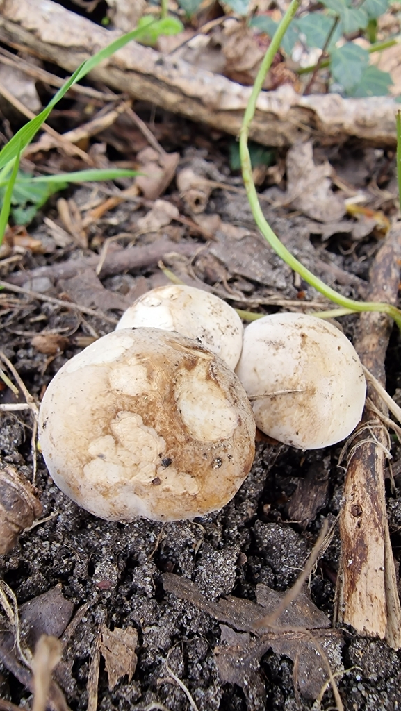 Calocybe gambosa · March 2026 · photo: © fungiary (iNaturalist, cc0)