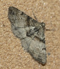 Syneora adelphodes