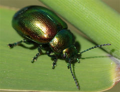 Chrysolina graminis