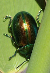 Chrysolina graminis