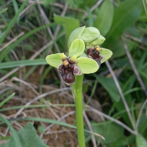 Bumble Bee Orchid