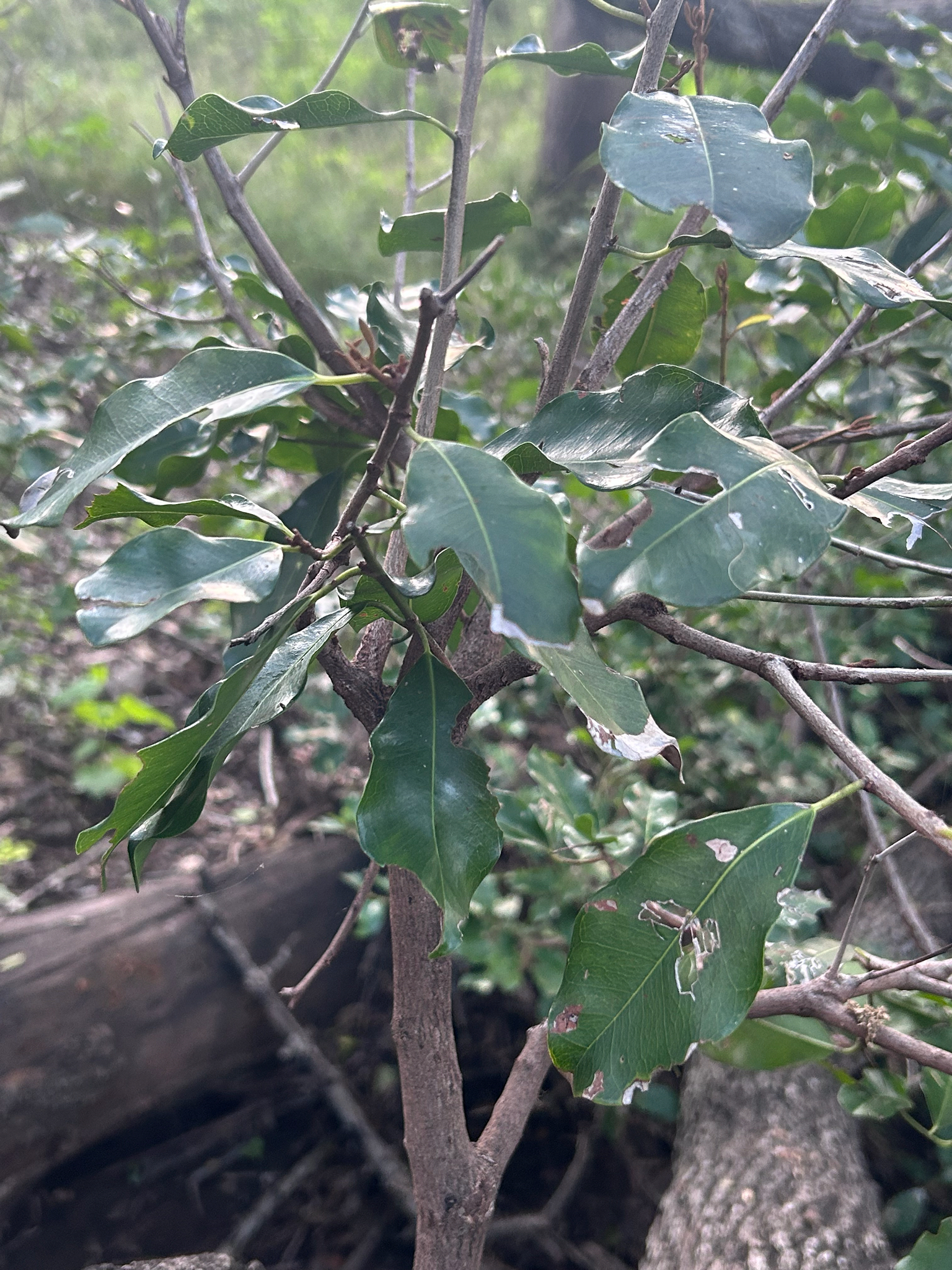 Round-Fruit Redmilkwood (Mimusops obtusifolia)