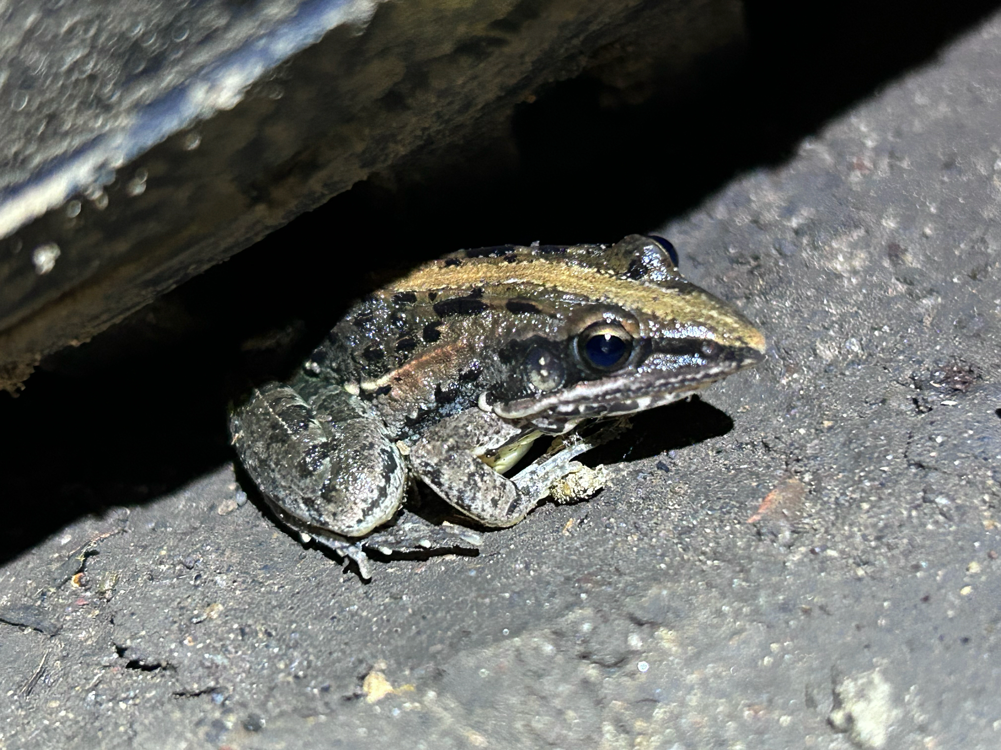 Mozambique Grass Frog, Ptychadena mossambica