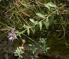 Aster amellus