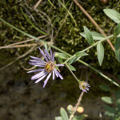 Aster amellus
