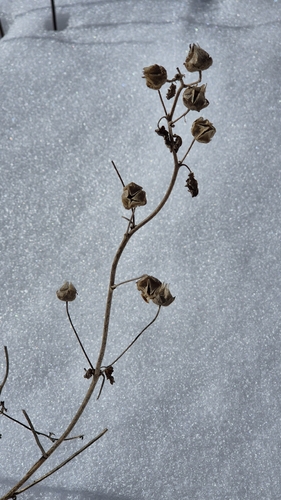 Malva thuringiaca (Malva thuringiaca)