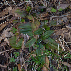 Plantago lanceolata