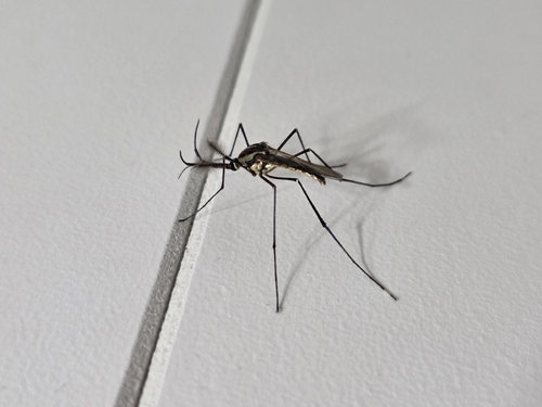 Unknown species found near Marlin, TX 76661, USA