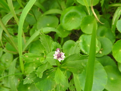 Phyla nodiflora