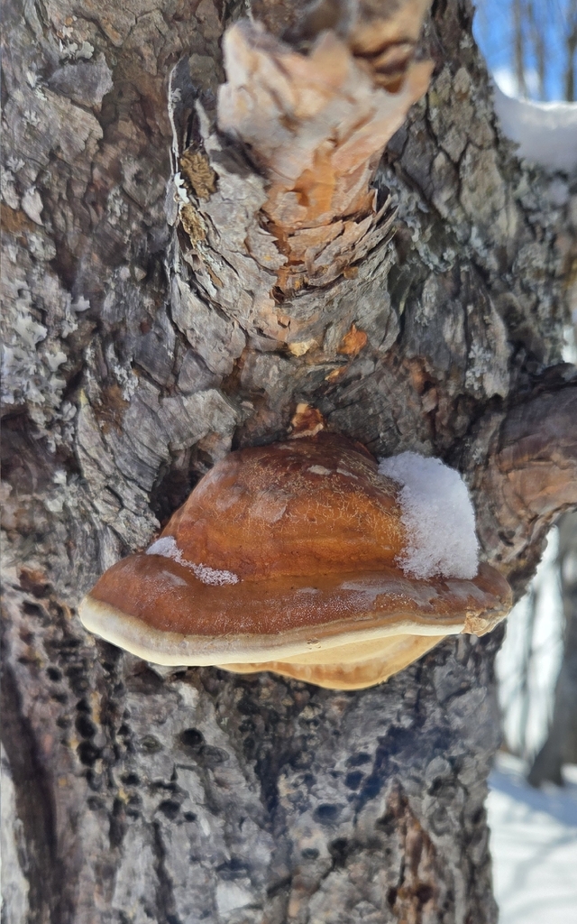 Fomitopsis mounceae · March 2026 · photo: © wf_mi (iNaturalist, cc-by)