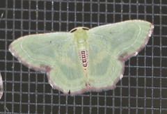 Metallochlora lineata