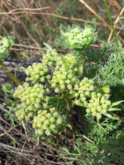 Lomatium dasycarpum dasycarpum