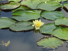 Nymphaea mexicana